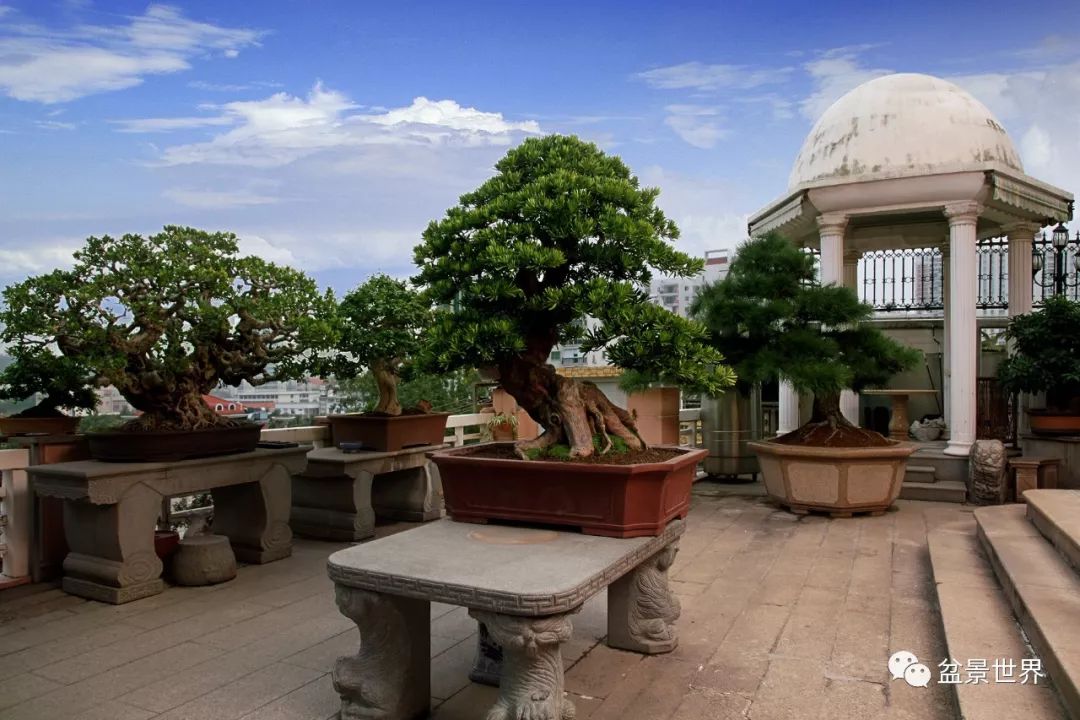 大师私家盆景园"柯家花园"园景