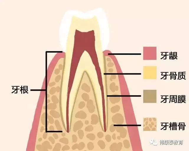 一组动图告诉你,健康的牙齿慢慢走向脱落的全过程