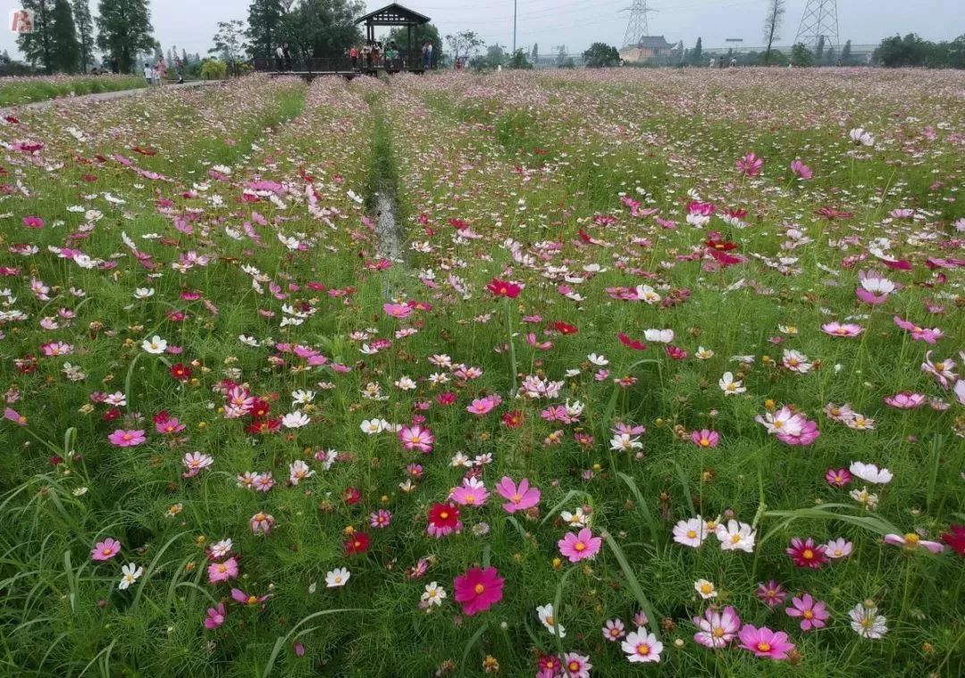 瑞安这里藏着一大片波斯菊花海美翻了