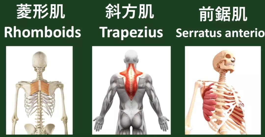 根据百度百科上的解释,翼状肩胛就是 其实简单来说,就是你的肌肉功能