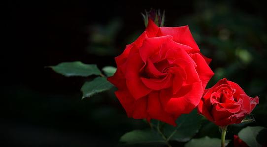 三,美国的国花是玫瑰,象征着美丽,芬芳,热忱和爱情.