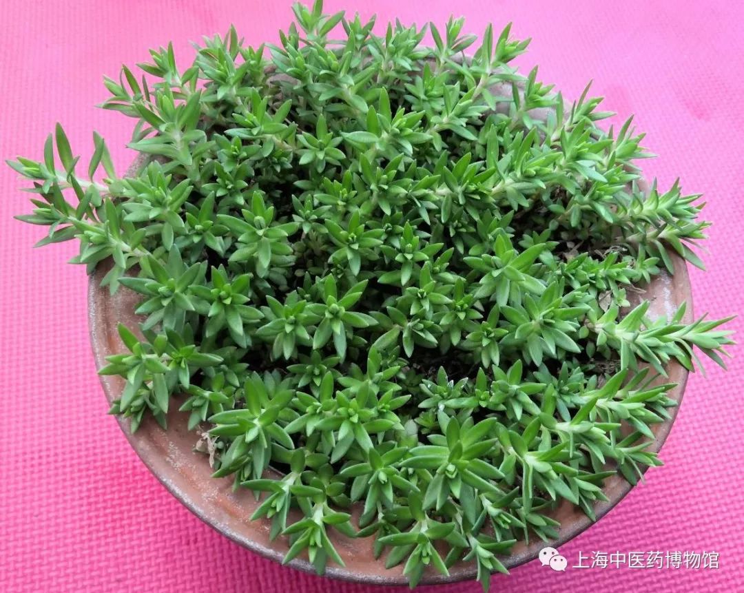 科普家庭适栽小多肉垂盆草