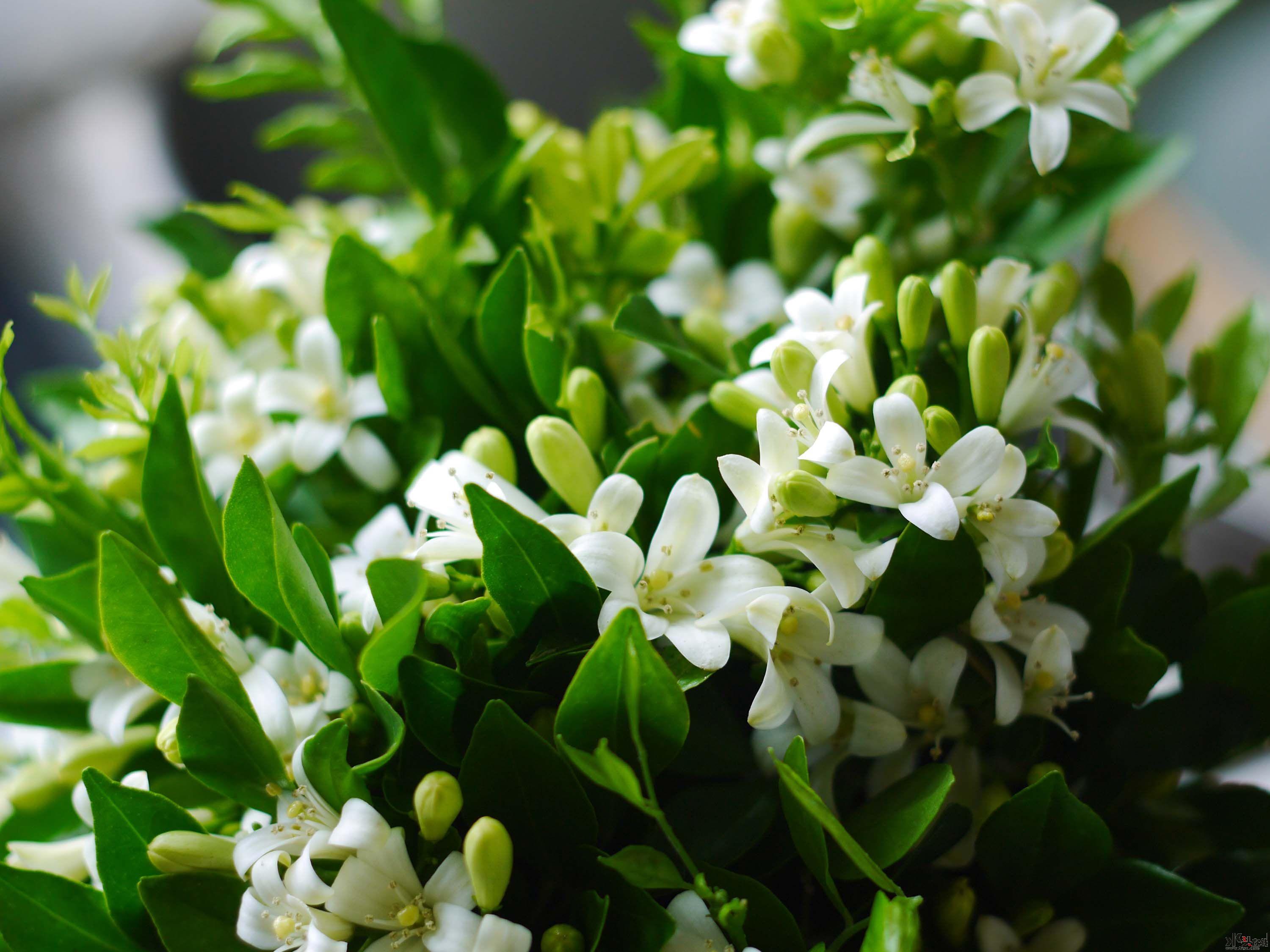 茉莉花浇水加点"这",叶片翠绿,开花洁白爆盆,不再黄叶