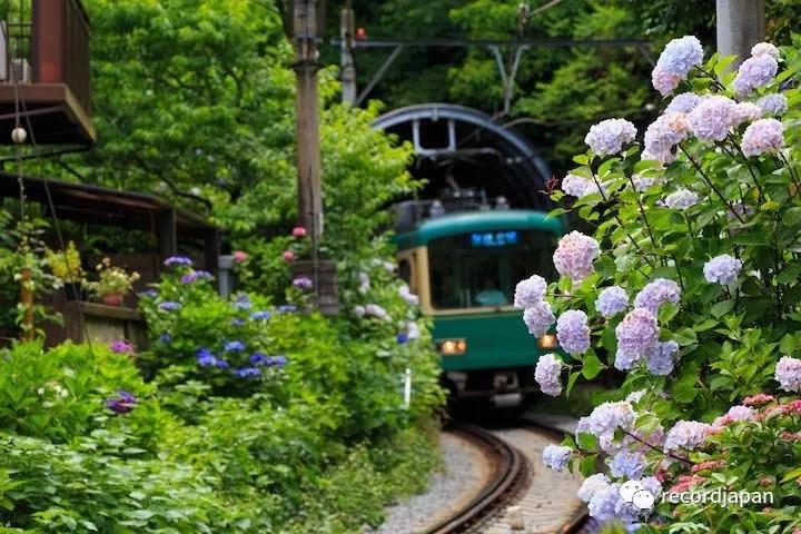 神奈川镰仓紫阳花盛开在即 这6处景点必须打卡