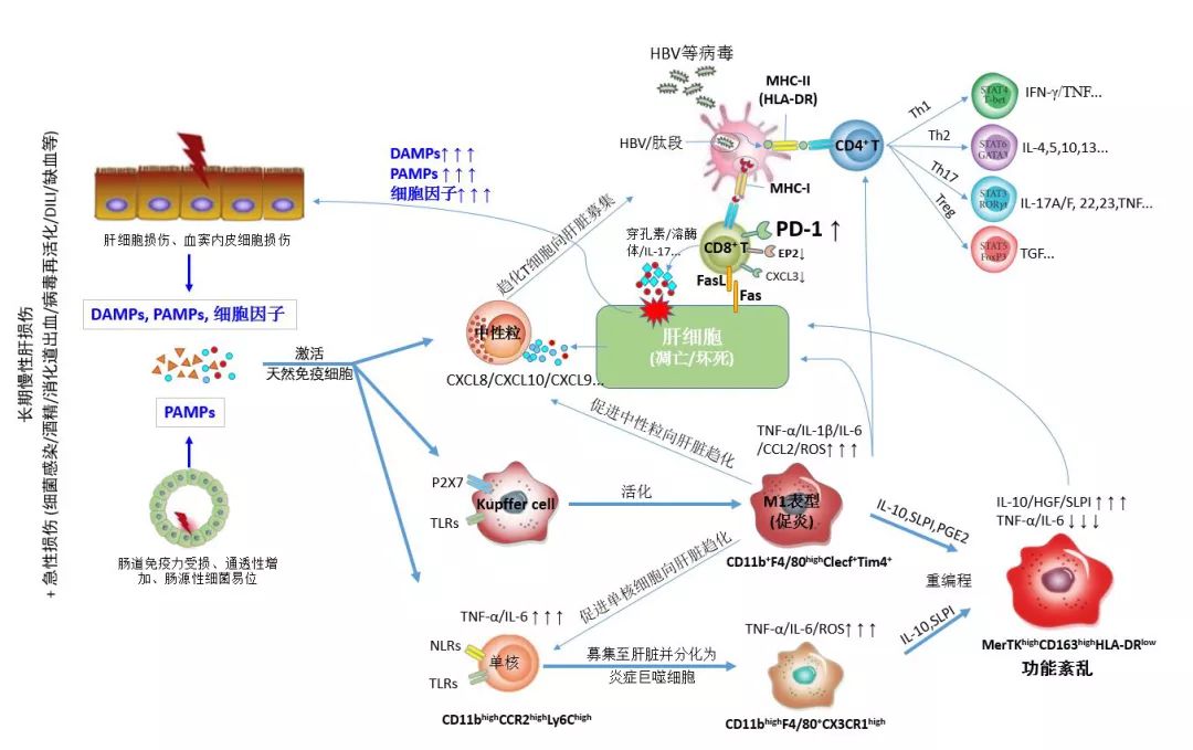 慢加急性肝衰竭主题月评—5月刊: 免疫遗传机制研究