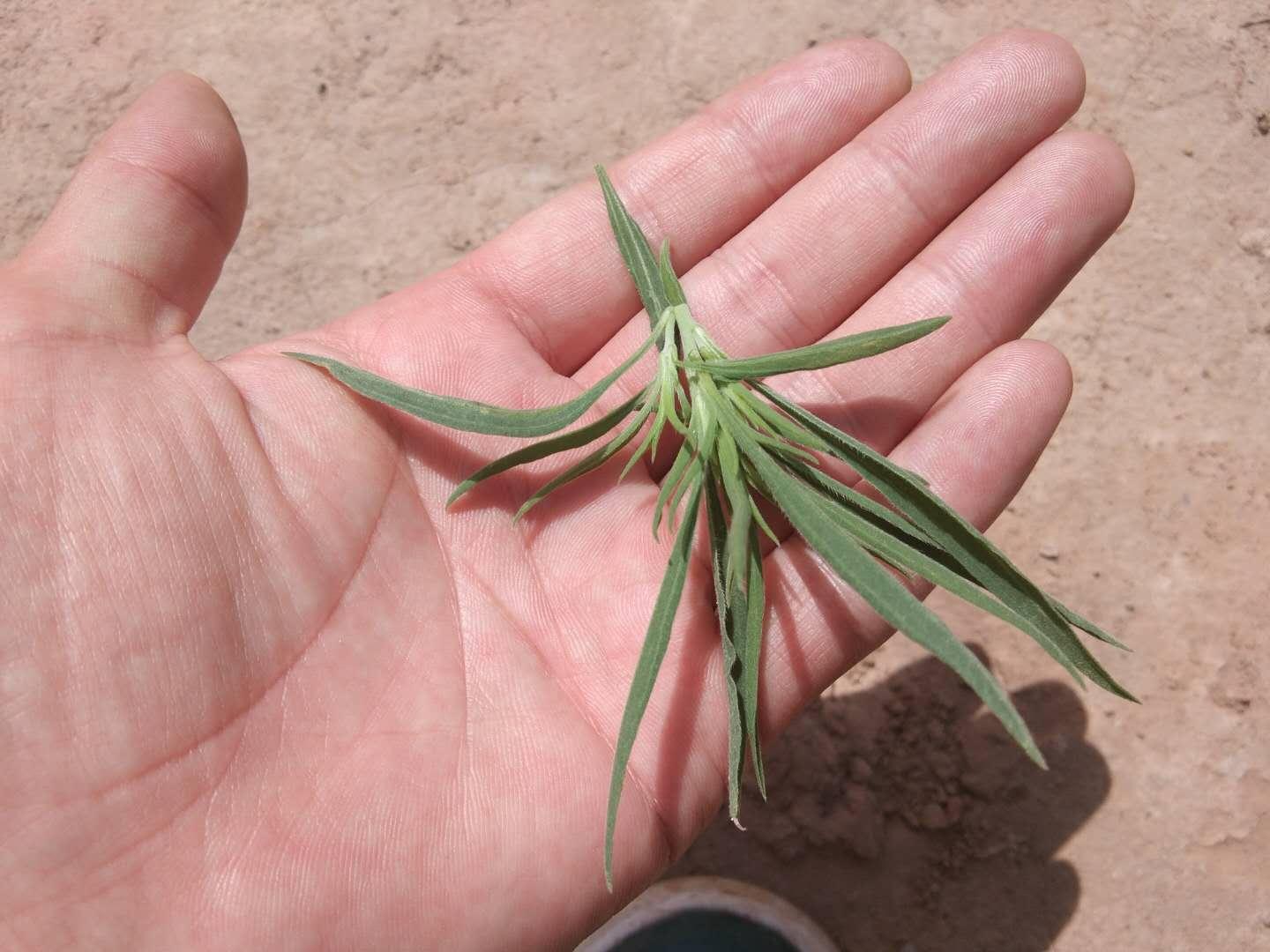 农村随处可见的扫帚苗,老人说用途很多,种植需要怎么管理呢