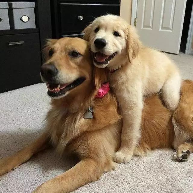 金毛犬和拉布拉多犬傻傻分不清?