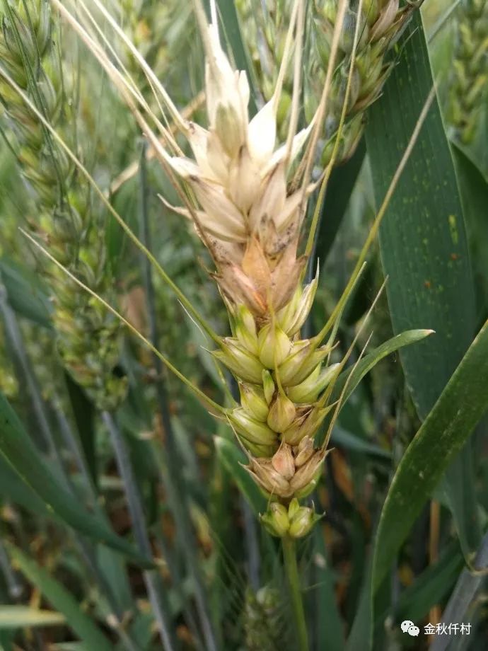 育种专家说小麦:小麦穗部病害"一拔五知道"