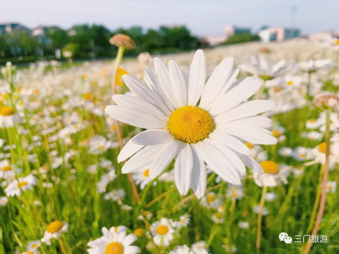 ——安徒生童话《雏菊》 滨海新城的小雏菊花进入盛花期, 阳光明媚