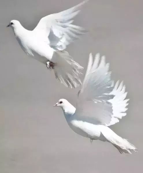 两个黄鹂鸣翠柳猜成语_两个黄鹂鸣翠柳画画