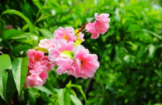 三生花是什么植物 39f8eb1a1f9845239ff8a36b64f152c4.jpeg