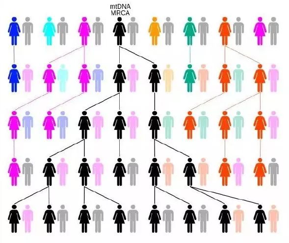 什么是基因隔离 3a7cfe7386c044d2b2afd042d6b4f698.jpeg