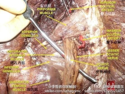 最美医学解剖图