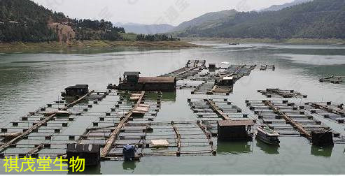 辛硫磷溶液兽用怎么用视频
