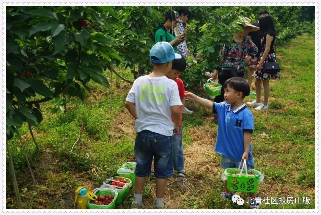 亲子采摘不仅可以使孩子们