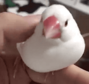 【6.2日】与300种动物约会,六一带大家去这里,还有惊喜等着你!