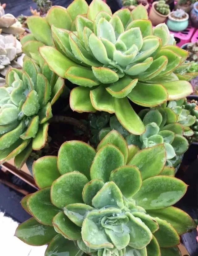 365种多肉植物图谱,拒绝脸盲!值得收藏!