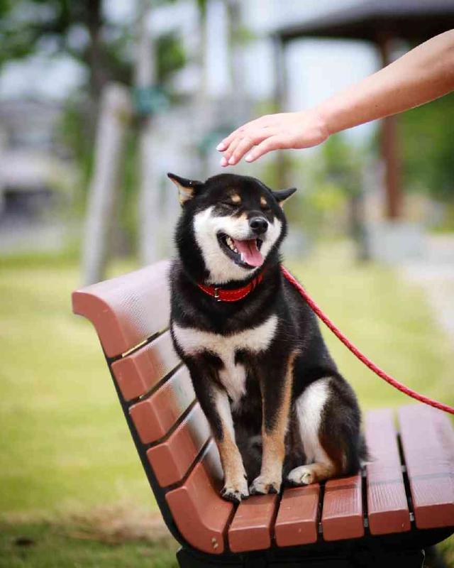 柴犬的飞机耳比猫咪还标准满脸贱萌的笑容也特别能治愈人心