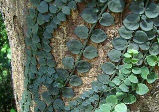 小编今天要为大家介绍的这种植物叫"伸筋藤",在有些地方还叫春根藤,穿