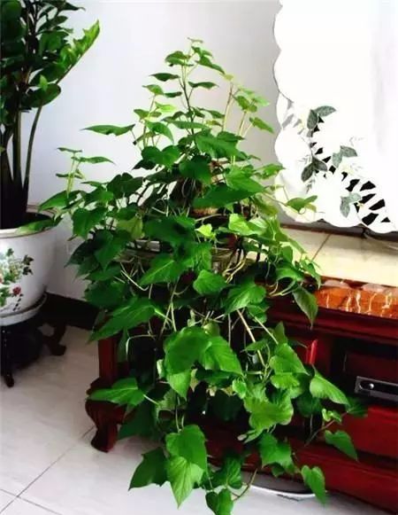 怎么养花土培 5e3010ca23a24105857201daa46b20bc.jpeg