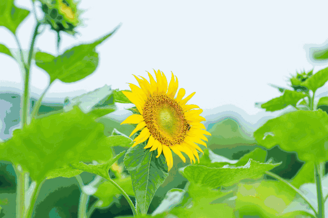 向日葵,蜜糖草.桂城大片花海浪漫极了,免费赏!