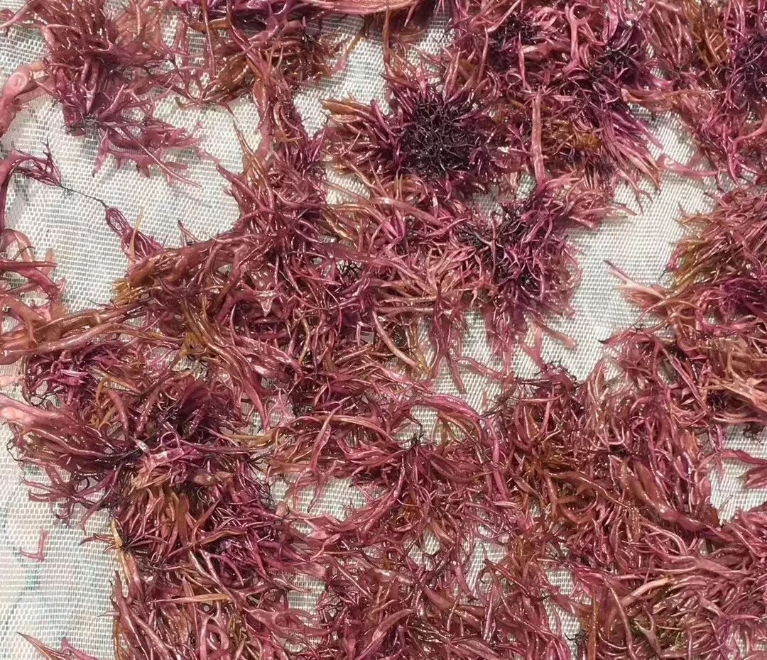 全汕头最贵的菜,原谅贫穷限制了我的想象…_赤菜