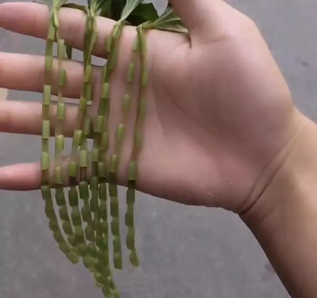 第五:红薯藤.