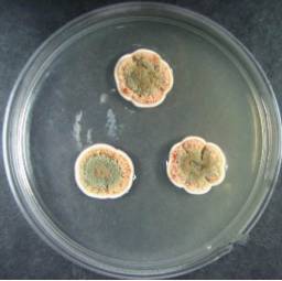 你能分辨平板上生长霉菌吗?常见霉菌形态描述及典型菌落图片汇总!