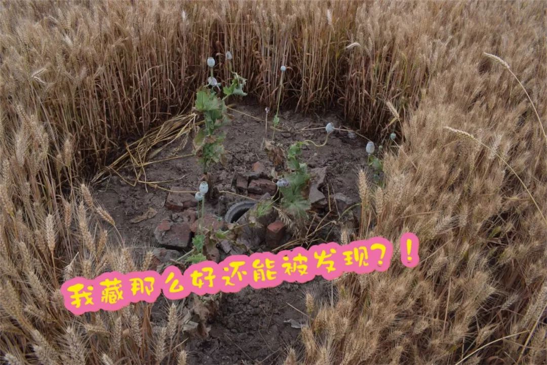 临泉滑集一居民在麦地种"罂粟",被依法行政处罚
