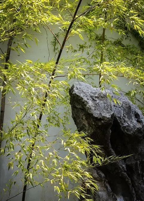 每日音乐:空山寂寂