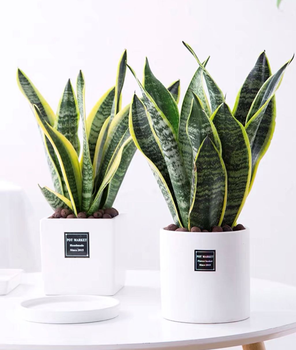 盆栽植物室内好养爆盆 6c619e15ef02493a9afd52ce38274b05.jpeg