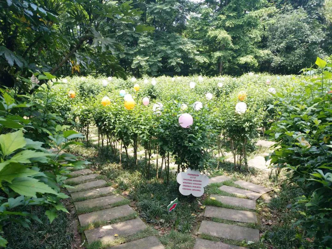 大足南山公园植物迷宫开放为市民提供休闲娱乐新选择
