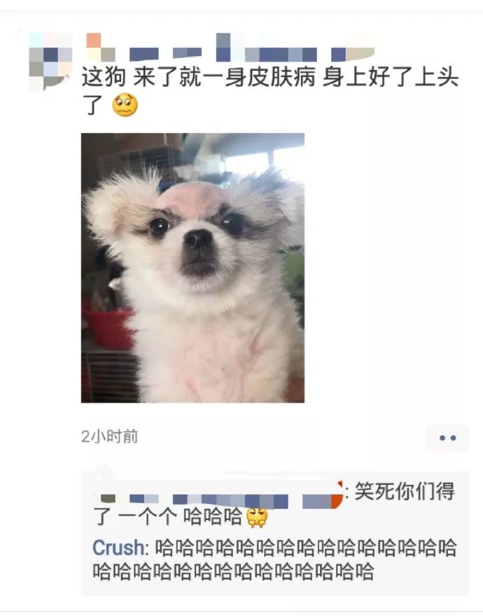 这只狗得了皮肤病后，笑疯了全国网友