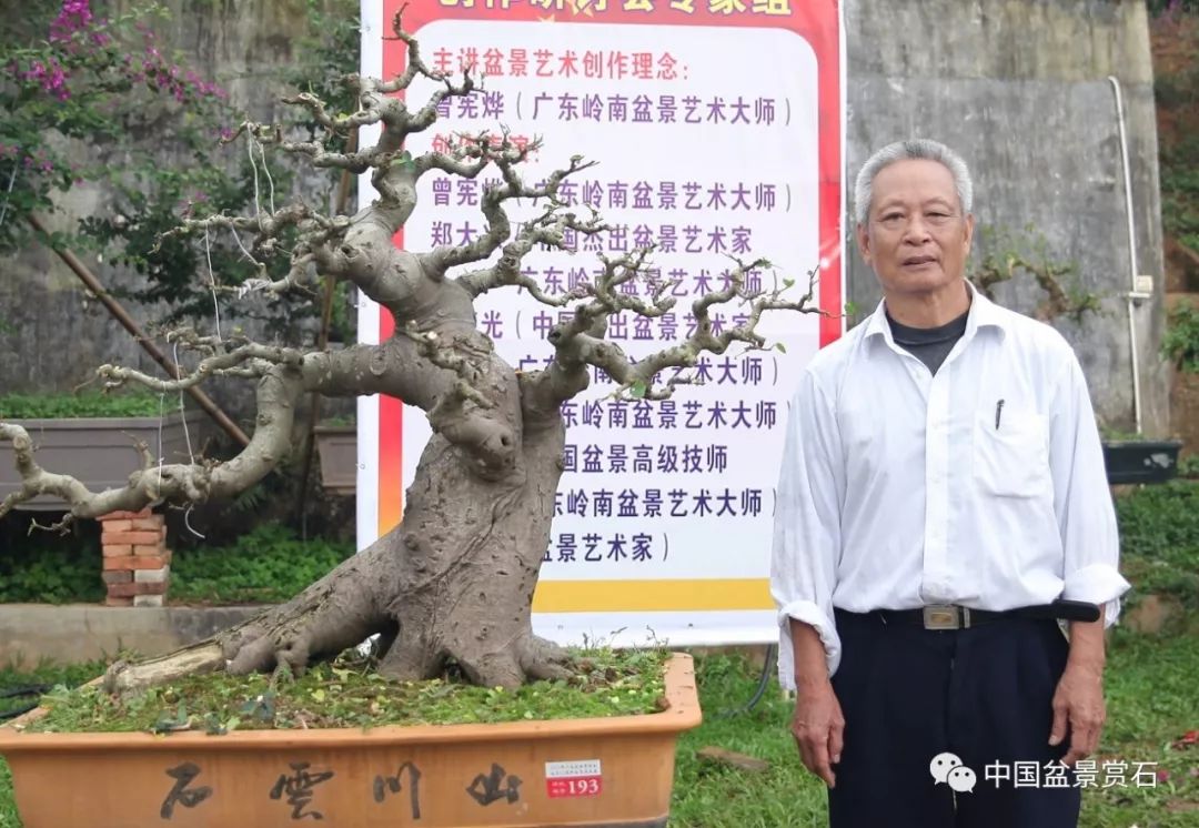 看曾宪烨改作一巨型山橘桩的全过程