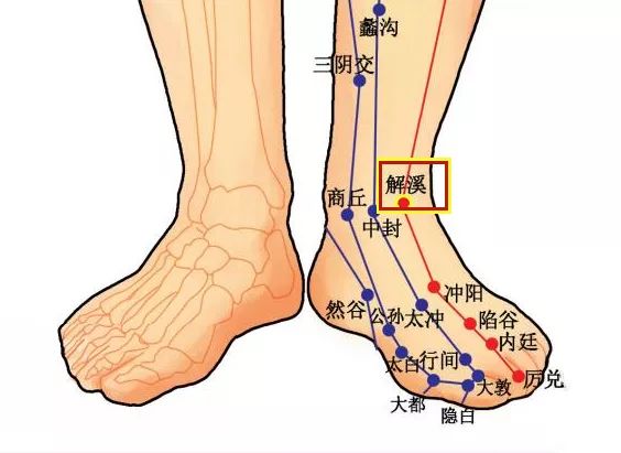 解溪在踝区,内踝尖下1寸,内踝下缘边际凹陷中.