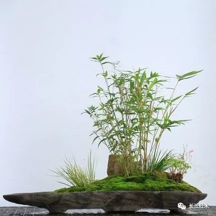 长江红木君子之竹以竹喻人
