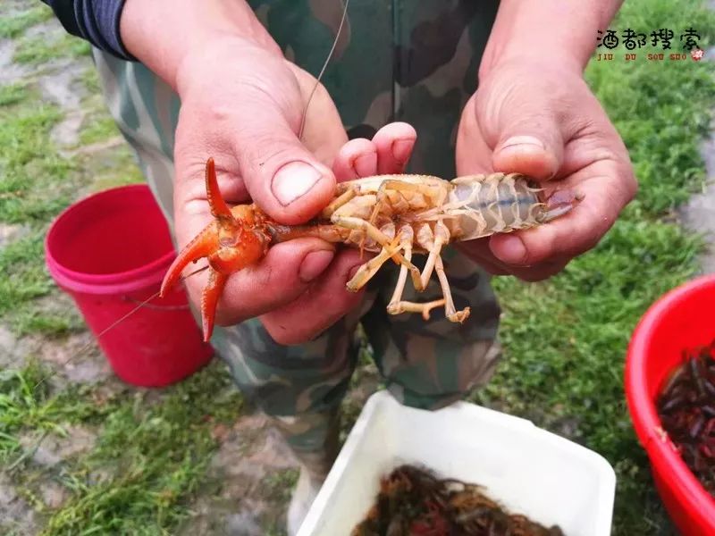 宜宾这个地方明天将会人山人海走起我们去赏荷花吃龙虾坐竹筏玩游戏