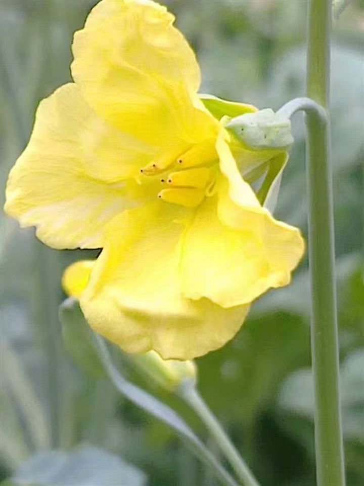 独枝一秀,芥蓝黄花.头翘张扬,蕊点阳光.全身是宝,维生素高.