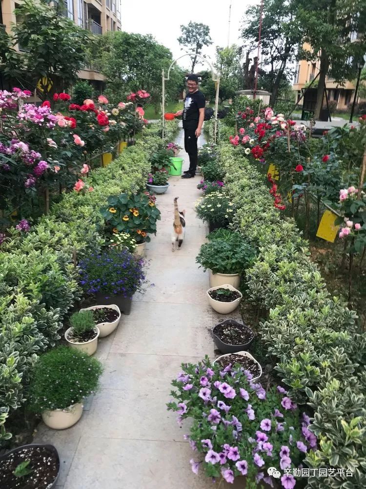 园丁奖花园组《022号》当你老了,有个院子沾花惹草,最