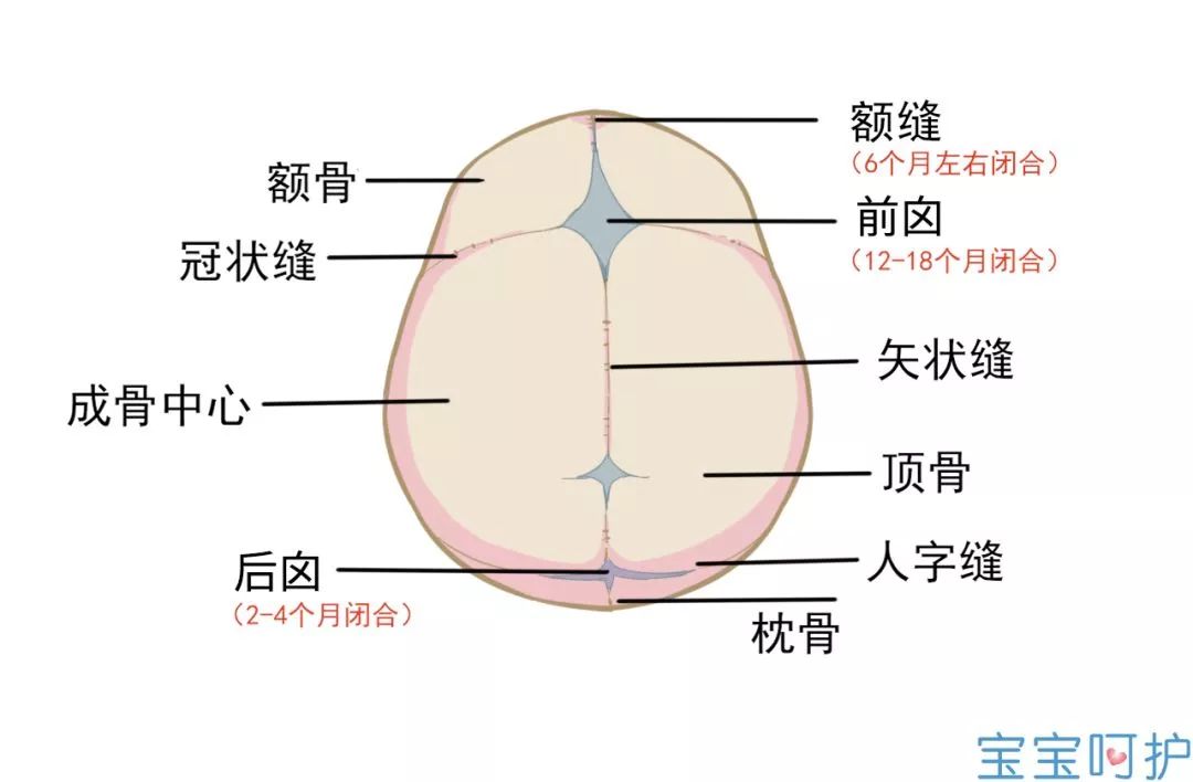                     头型会影响智力发育？孩子睡扁头好还是圆头好？