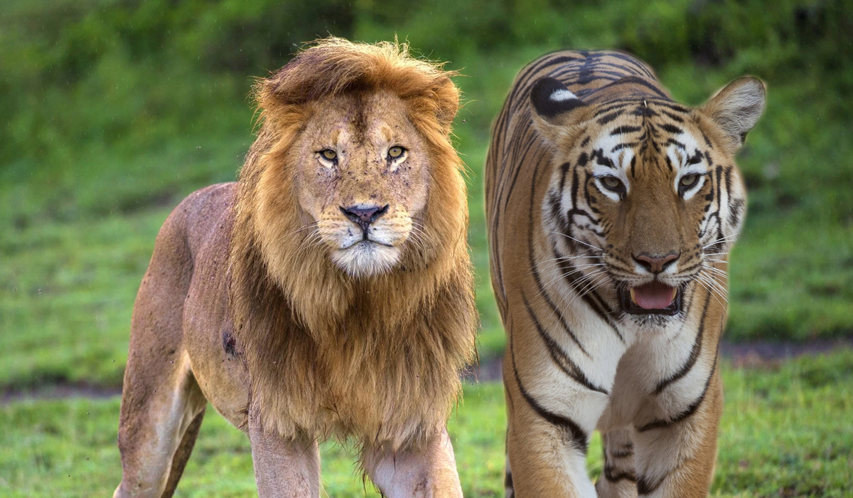 一种是老虎统治的亚洲地区,一种是狮子统治的非洲地域,还有一种是棕熊