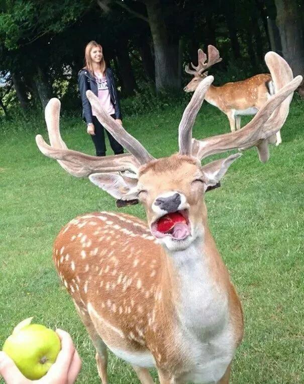 小鹿猜成语_小鹿图片卡通(3)