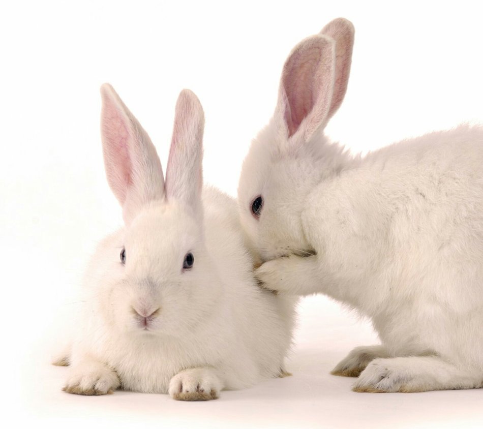 白兔灰兔和蚂蚁猜成语_白兔和灰兔的图片(2)