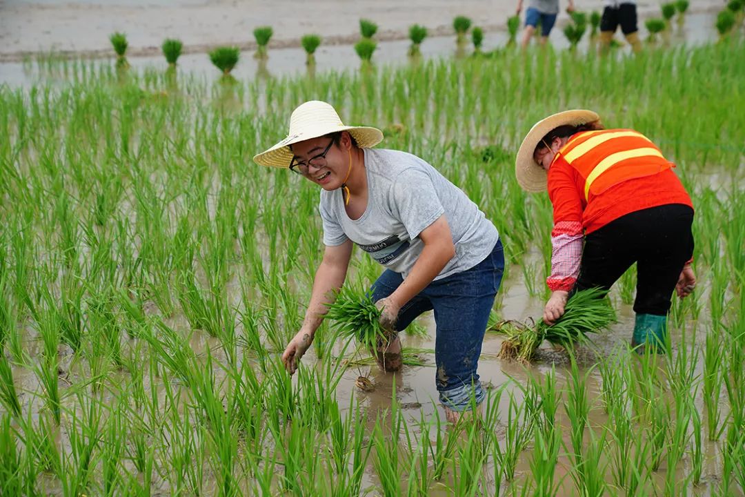 春播现场插秧忙首届西湖区青年农耕文化节热闹开启凝聚青春力量助力