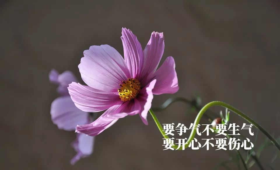 心态好,一切都好!(真棒)