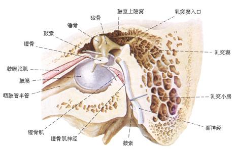 啥是耳朵有回声 b82a558190394287b644f5cd6d7e330c.jpeg