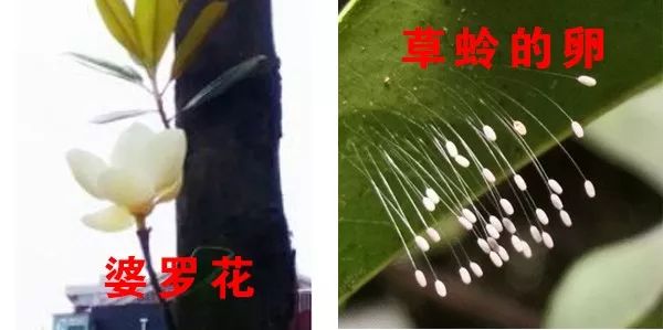 疑似3000年开花的婆罗花惊现霸州村民车窗,真相调查!