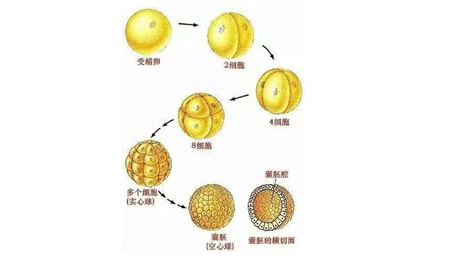 多数情况下为什么医生建议移植卵裂期胚胎
