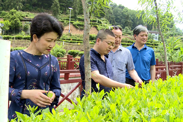 万犁昌查看了生态立体茶园的茶苗长势,详细询问了配套工程建设情况,并