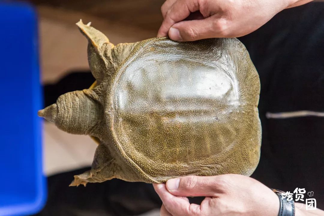 如何杀甲鱼最好 c62ecb786e034254b2949f2fe4da9dbf.jpeg